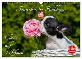 CALVENDO / Starick |  Französische Bulldogge - Clown auf 4 Pfoten (Wandkalender 2025 DIN A3 quer), CALVENDO Monatskalender | Sonstiges |  Sack Fachmedien