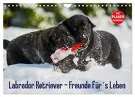 CALVENDO / Starick |  Labrador Retriever - Freunde für´s Leben (Wandkalender 2025 DIN A4 quer), CALVENDO Monatskalender | Sonstiges |  Sack Fachmedien