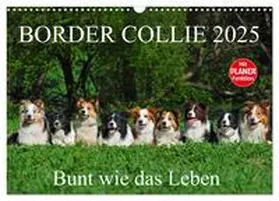 CALVENDO / Starick |  Border Collie 2025 (Wandkalender 2025 DIN A3 quer), CALVENDO Monatskalender | Sonstiges |  Sack Fachmedien