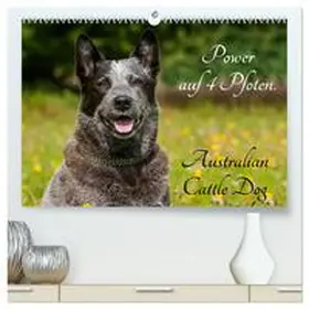 CALVENDO / Starick |  Power auf 4 Pfoten. Australian Cattle Dog (hochwertiger Premium Wandkalender 2025 DIN A2 quer), Kunstdruck in Hochglanz | Sonstiges |  Sack Fachmedien