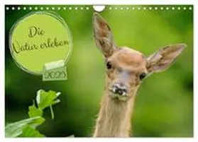CALVENDO / Plattner |  Die Natur erleben (Wandkalender 2025 DIN A4 quer), CALVENDO Monatskalender | Sonstiges |  Sack Fachmedien