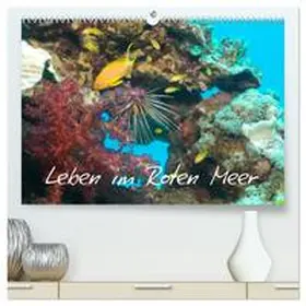 CALVENDO / Eberschulz |  Leben im Roten Meer (hochwertiger Premium Wandkalender 2025 DIN A2 quer), Kunstdruck in Hochglanz | Sonstiges |  Sack Fachmedien