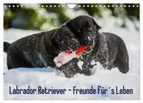 CALVENDO / Starick | Labrador Retriever - Freunde für´s Leben (Wandkalender 2025 DIN A4 quer), CALVENDO Monatskalender | Sonstiges | 978-3-435-56501-6 | www.sack.de