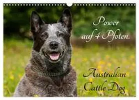 CALVENDO / Starick |  Power auf 4 Pfoten. Australian Cattle Dog (Wandkalender 2025 DIN A3 quer), CALVENDO Monatskalender | Sonstiges |  Sack Fachmedien