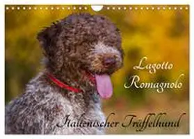 CALVENDO / Starick |  Lagotto Romagnolo - Italienischer Trüffelhund (Wandkalender 2025 DIN A4 quer), CALVENDO Monatskalender | Sonstiges |  Sack Fachmedien