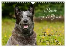 CALVENDO / Starick |  Power auf 4 Pfoten. Australian Cattle Dog (Wandkalender 2025 DIN A4 quer), CALVENDO Monatskalender | Sonstiges |  Sack Fachmedien