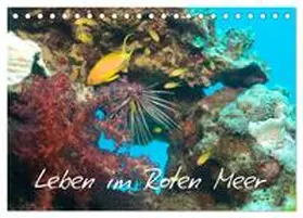 CALVENDO / Eberschulz |  Leben im Roten Meer (Tischkalender 2025 DIN A5 quer), CALVENDO Monatskalender | Sonstiges |  Sack Fachmedien