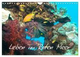 CALVENDO / Eberschulz |  Leben im Roten Meer (Wandkalender 2025 DIN A4 quer), CALVENDO Monatskalender | Sonstiges |  Sack Fachmedien