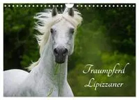 CALVENDO / Starick | Traumpferd Lipizzaner (Wandkalender 2025 DIN A4 quer), CALVENDO Monatskalender | Sonstiges | 978-3-435-57210-6 | www.sack.de