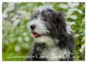CALVENDO / Starick |  Liebenswerter Clown Bearded Collie (Wandkalender 2025 DIN A2 quer), CALVENDO Monatskalender | Sonstiges |  Sack Fachmedien