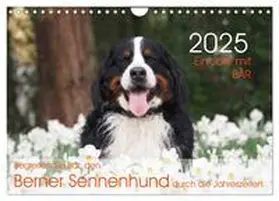 CALVENDO / Brenner |  Ein Jahr mit BÄR. Begleiten Sie Bär, den Berner Sennenhund, durch die Jahreszeiten. (Wandkalender 2025 DIN A4 quer), CALVENDO Monatskalender | Sonstiges |  Sack Fachmedien
