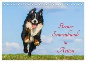 CALVENDO / Starick |  Berner Sennenhunde in Action (Tischkalender 2025 DIN A5 quer), CALVENDO Monatskalender | Sonstiges |  Sack Fachmedien