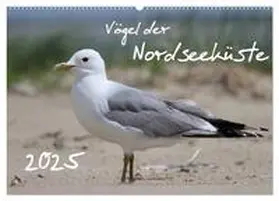 CALVENDO / Allnoch |  Vögel der Nordseeküste (Wandkalender 2025 DIN A2 quer), CALVENDO Monatskalender | Sonstiges |  Sack Fachmedien