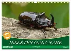 CALVENDO / Hilger |  INSEKTEN GANZ NAHE (Wandkalender 2025 DIN A3 quer), CALVENDO Monatskalender | Sonstiges |  Sack Fachmedien