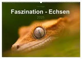CALVENDO / Hilger |  Faszination - Echsen (Wandkalender 2025 DIN A2 quer), CALVENDO Monatskalender | Sonstiges |  Sack Fachmedien