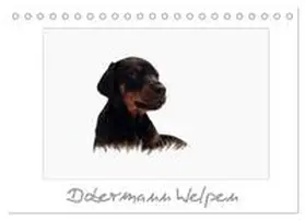 CALVENDO / - Nicole Hahn |  Dobermann Welpen (Tischkalender 2025 DIN A5 quer), CALVENDO Monatskalender | Sonstiges |  Sack Fachmedien