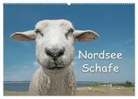 CALVENDO / Wilken |  Nordsee Schafe (Wandkalender 2025 DIN A2 quer), CALVENDO Monatskalender | Sonstiges |  Sack Fachmedien