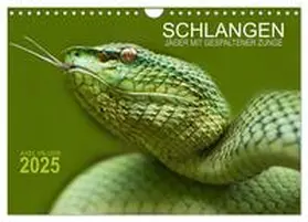 CALVENDO / Hilger |  SCHLANGEN. JÄGER MIT GESPALTENER ZUNGE (Wandkalender 2025 DIN A4 quer), CALVENDO Monatskalender | Sonstiges |  Sack Fachmedien