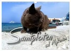 CALVENDO / Bleicher |  SAMTPFOTEN auf Mykonos (Wandkalender 2025 DIN A3 quer), CALVENDO Monatskalender | Sonstiges |  Sack Fachmedien