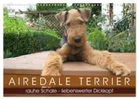 CALVENDO / Rottmann | Airedale Terrier (Wandkalender 2025 DIN A3 quer), CALVENDO Monatskalender | Sonstiges | 978-3-435-66548-8 | www.sack.de