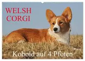 CALVENDO / Starick |  Welsh Corgi - Kobold auf 4 Pfoten (Wandkalender 2025 DIN A2 quer), CALVENDO Monatskalender | Sonstiges |  Sack Fachmedien