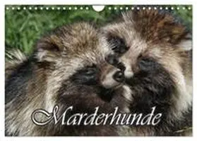 CALVENDO / Lindert-Rottke |  Marderhunde (Wandkalender 2025 DIN A4 quer), CALVENDO Monatskalender | Sonstiges |  Sack Fachmedien