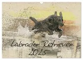 CALVENDO / Redecker | Labrador Retriever 2025 (Wandkalender 2025 DIN A3 quer), CALVENDO Monatskalender | Sonstiges | 978-3-435-67855-6 | www.sack.de