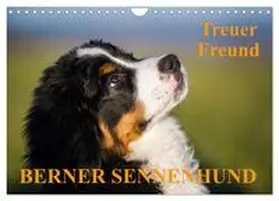 CALVENDO / Starick |  Treuer Freund Berner Sennenhund (Wandkalender 2025 DIN A4 quer), CALVENDO Monatskalender | Sonstiges |  Sack Fachmedien