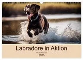 CALVENDO / Kleemann |  Labradore in Aktion (Wandkalender 2025 DIN A3 quer), CALVENDO Monatskalender | Sonstiges |  Sack Fachmedien