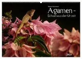CALVENDO / Schumann |  Agamen - Echsen aus der Urzeit (Wandkalender 2025 DIN A2 quer), CALVENDO Monatskalender | Sonstiges |  Sack Fachmedien