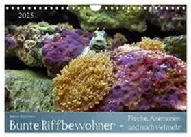 CALVENDO / Schumann |  Bunte Riffbewohner - Fische, Anemonen und noch viel mehr (Wandkalender 2025 DIN A4 quer), CALVENDO Monatskalender | Sonstiges |  Sack Fachmedien