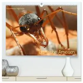 CALVENDO / Störmer |  Exotische Ameisen (hochwertiger Premium Wandkalender 2025 DIN A2 quer), Kunstdruck in Hochglanz | Sonstiges |  Sack Fachmedien
