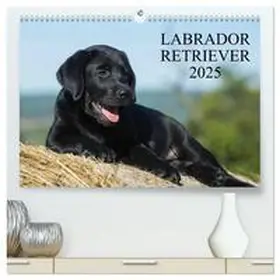 CALVENDO / Starick |  Labrador Retriever 2025 (hochwertiger Premium Wandkalender 2025 DIN A2 quer), Kunstdruck in Hochglanz | Sonstiges |  Sack Fachmedien