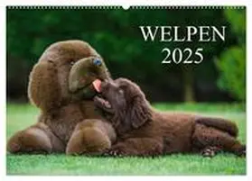 CALVENDO / Starick |  Welpen 2025 (Wandkalender 2025 DIN A2 quer), CALVENDO Monatskalender | Sonstiges |  Sack Fachmedien