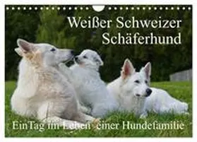 CALVENDO / Starick |  Weißer Schweizer Schäferhund - Ein Tag im Leben einer Hundefamilie (Wandkalender 2025 DIN A4 quer), CALVENDO Monatskalender | Sonstiges |  Sack Fachmedien