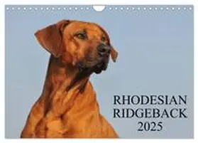 CALVENDO / Starick |  Rhodesian Ridgeback 2025 (Wandkalender 2025 DIN A4 quer), CALVENDO Monatskalender | Sonstiges |  Sack Fachmedien
