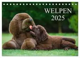 CALVENDO / Starick |  Welpen 2025 (Tischkalender 2025 DIN A5 quer), CALVENDO Monatskalender | Sonstiges |  Sack Fachmedien