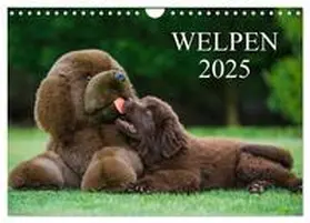 CALVENDO / Starick |  Welpen 2025 (Wandkalender 2025 DIN A4 quer), CALVENDO Monatskalender | Sonstiges |  Sack Fachmedien