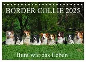 CALVENDO / Starick |  Border Collie 2025 (Tischkalender 2025 DIN A5 quer), CALVENDO Monatskalender | Sonstiges |  Sack Fachmedien