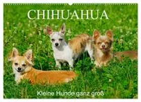 CALVENDO / Starick |  Chihuahua - Kleine Hunde ganz groß (Wandkalender 2025 DIN A2 quer), CALVENDO Monatskalender | Sonstiges |  Sack Fachmedien