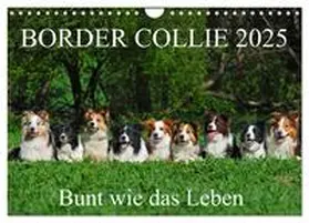 CALVENDO / Starick |  Border Collie 2025 (Wandkalender 2025 DIN A4 quer), CALVENDO Monatskalender | Sonstiges |  Sack Fachmedien
