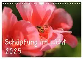 Hildebrand / CALVENDO | Schöpfung im Licht (Wandkalender 2025 DIN A4 quer), CALVENDO Monatskalender | Sonstiges | 978-3-435-76824-0 | sack.de