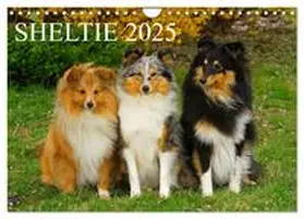 CALVENDO / Starick |  Sheltie 2025 (Wandkalender 2025 DIN A4 quer), CALVENDO Monatskalender | Sonstiges |  Sack Fachmedien