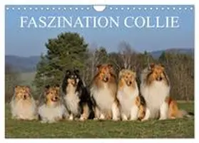 CALVENDO / Starick |  Faszination Collie 2025 (Wandkalender 2025 DIN A4 quer), CALVENDO Monatskalender | Sonstiges |  Sack Fachmedien