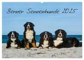 CALVENDO / Starick |  Berner Sennenhund 2025 (Wandkalender 2025 DIN A2 quer), CALVENDO Monatskalender | Sonstiges |  Sack Fachmedien