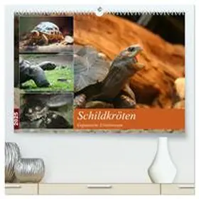 CALVENDO / Mielewczyk |  Schildkröten - Gepanzerte Urzeitwesen (hochwertiger Premium Wandkalender 2025 DIN A2 quer), Kunstdruck in Hochglanz | Sonstiges |  Sack Fachmedien
