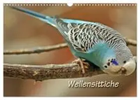 CALVENDO / Mielewczyk |  Wellensittiche (Wandkalender 2025 DIN A3 quer), CALVENDO Monatskalender | Sonstiges |  Sack Fachmedien