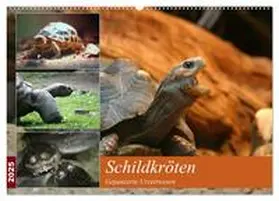 CALVENDO / Mielewczyk |  Schildkröten - Gepanzerte Urzeitwesen (Wandkalender 2025 DIN A2 quer), CALVENDO Monatskalender | Sonstiges |  Sack Fachmedien