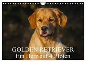 CALVENDO / Starick |  Golden Retriever - Ein Herz auf 4 Pfoten (Wandkalender 2025 DIN A4 quer), CALVENDO Monatskalender | Sonstiges |  Sack Fachmedien