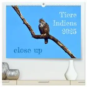 CALVENDO / Bergermann |  Tiere Indiens close up (hochwertiger Premium Wandkalender 2025 DIN A2 quer), Kunstdruck in Hochglanz | Sonstiges |  Sack Fachmedien